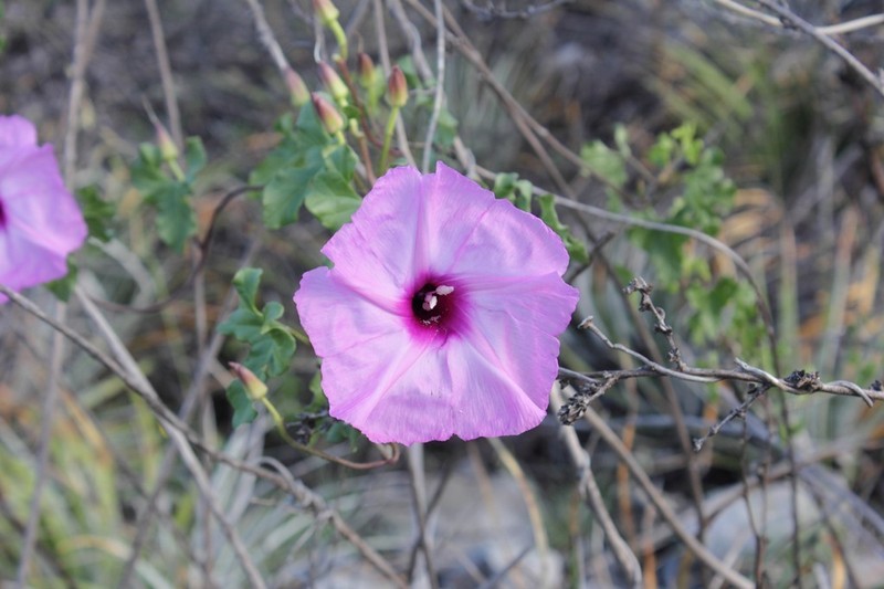 Cliff Morning-Glory photo 3