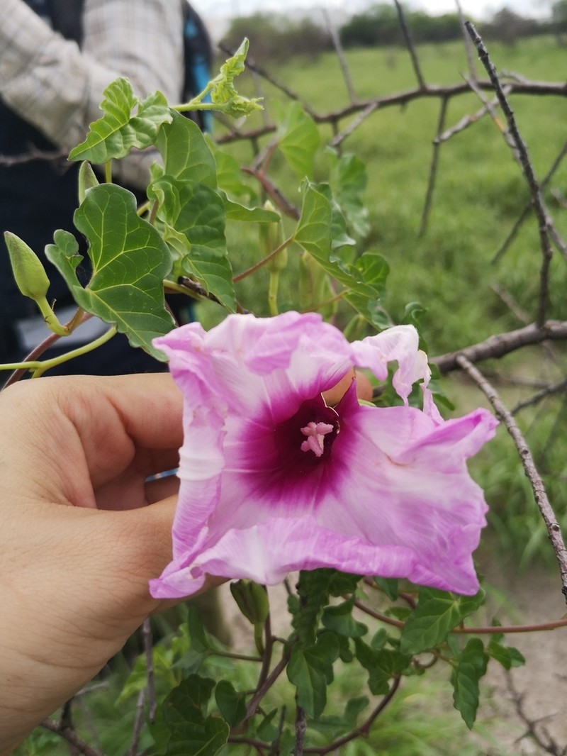 Cliff Morning-Glory photo 4