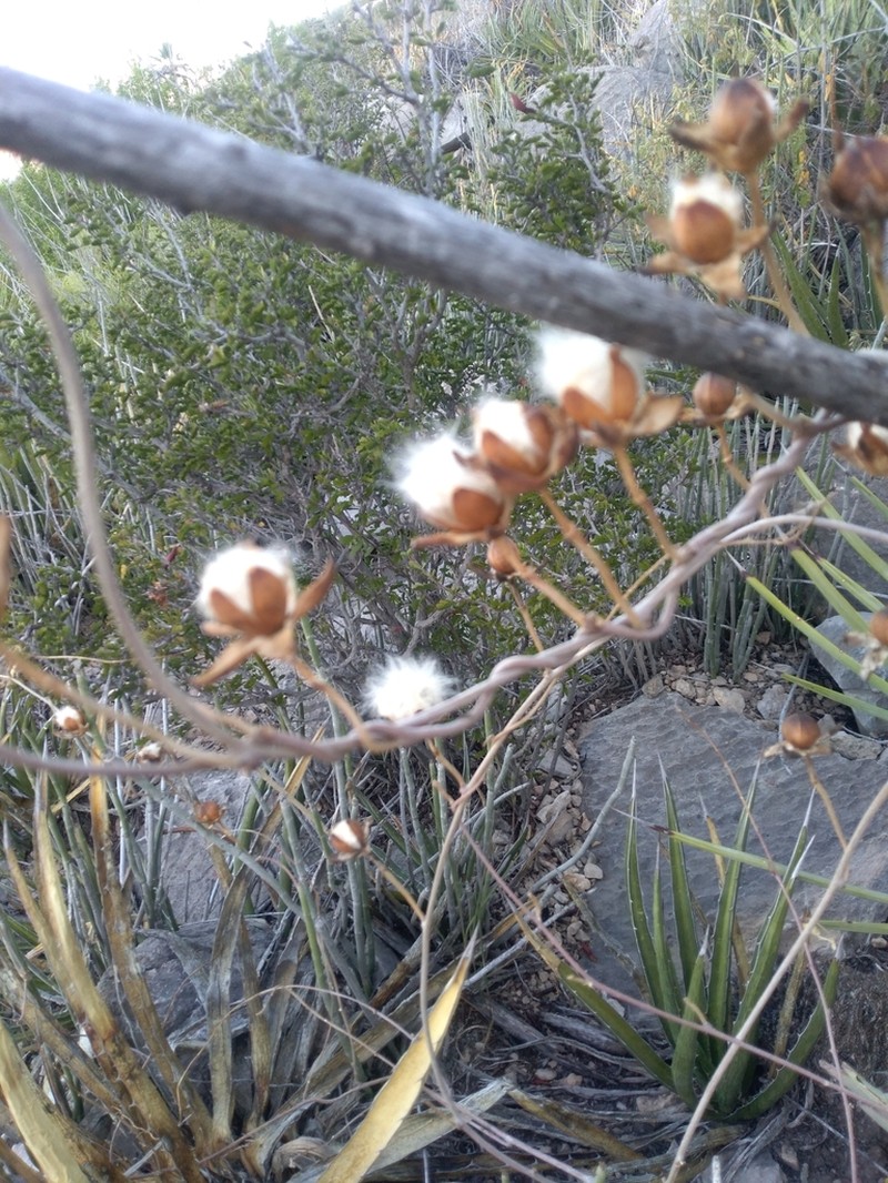 Cliff Morning-Glory photo 5