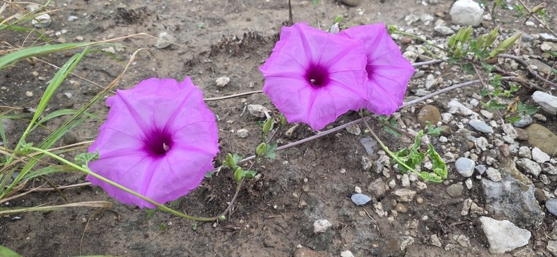 Cliff Morning-Glory photo 6