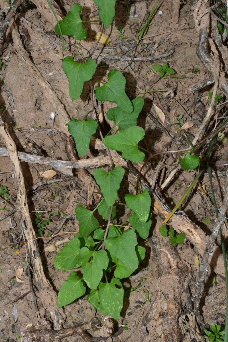 Cliff Morning-Glory photo 7