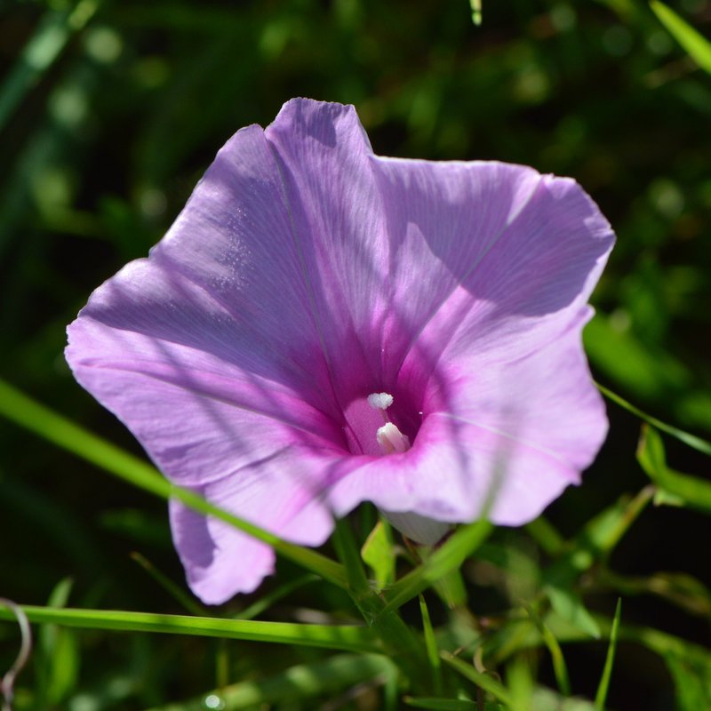 Saltmarsh Morning-Glory