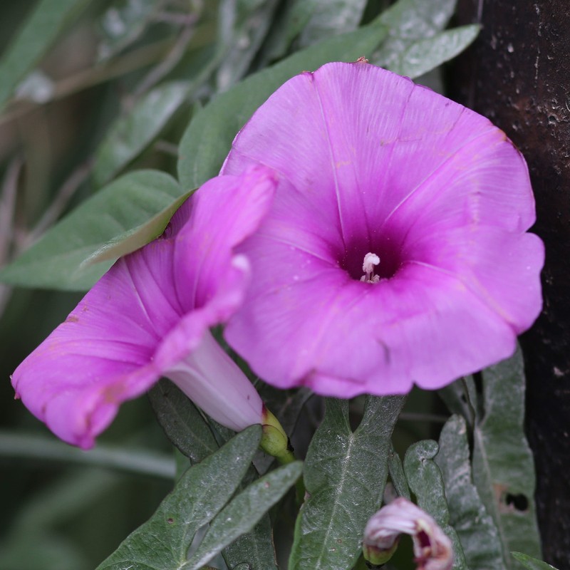 Saltmarsh Morning-Glory photo 2