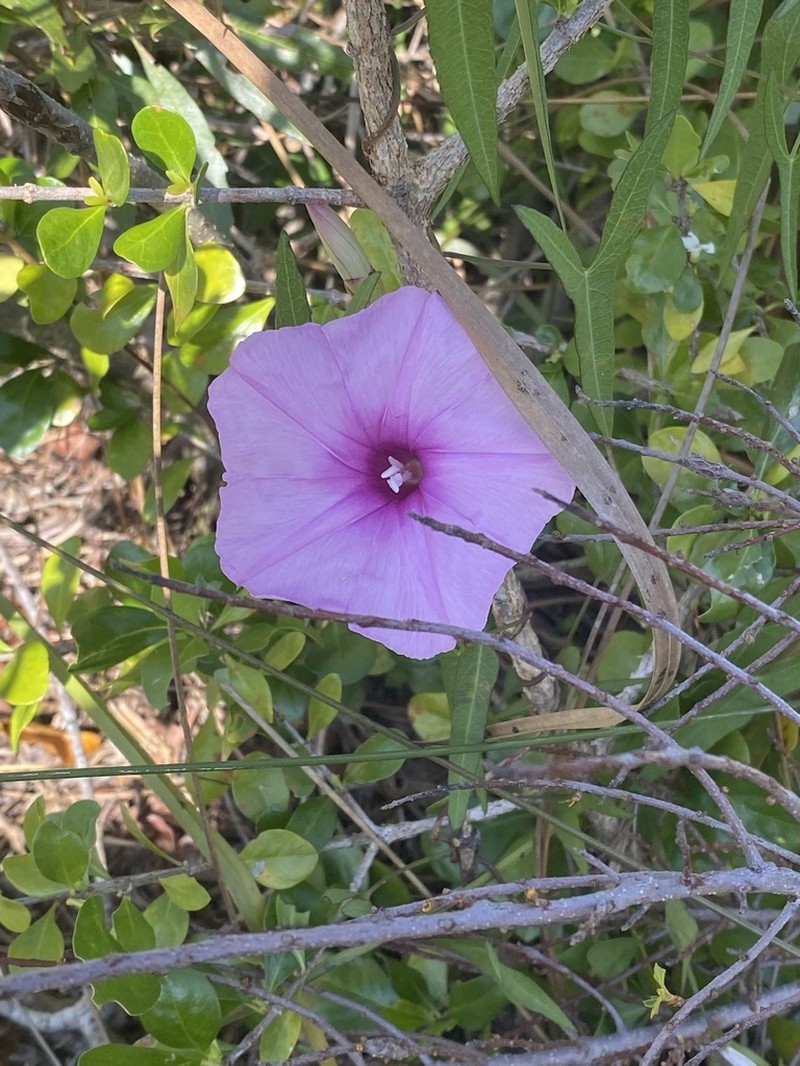 Saltmarsh Morning-Glory photo 3