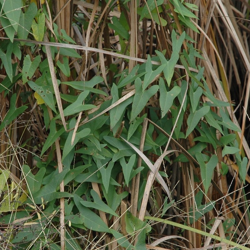 Saltmarsh Morning-Glory photo 4
