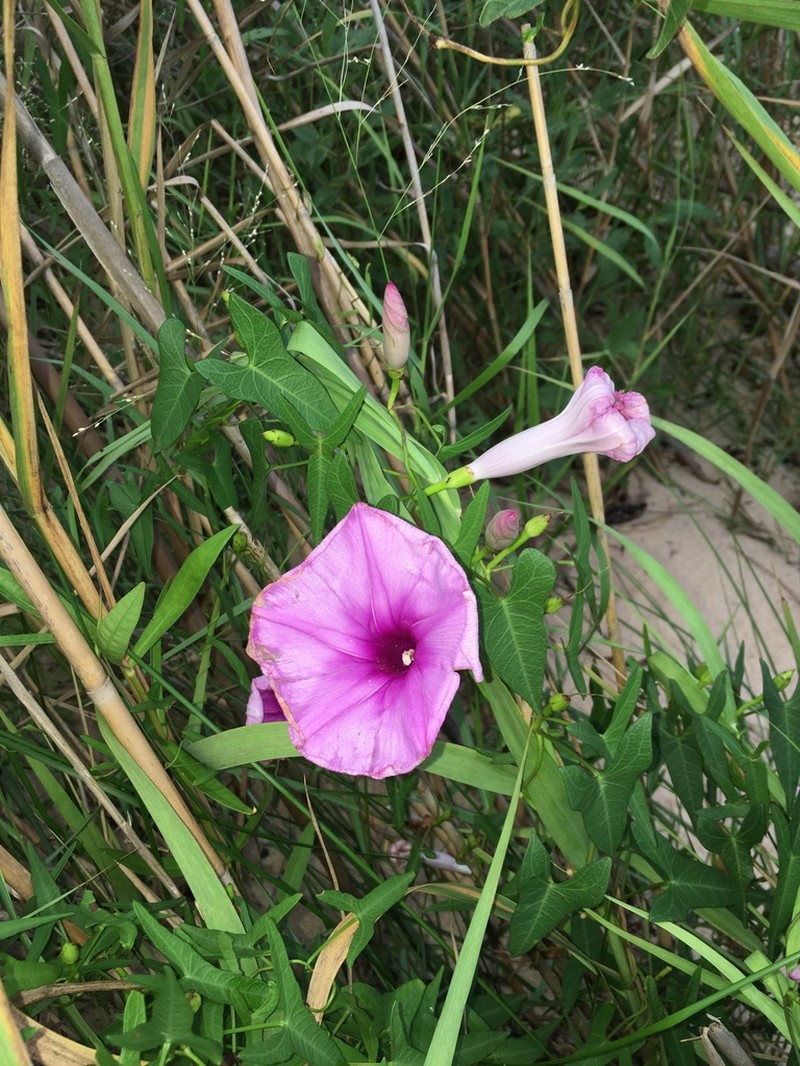 Saltmarsh Morning-Glory photo 5