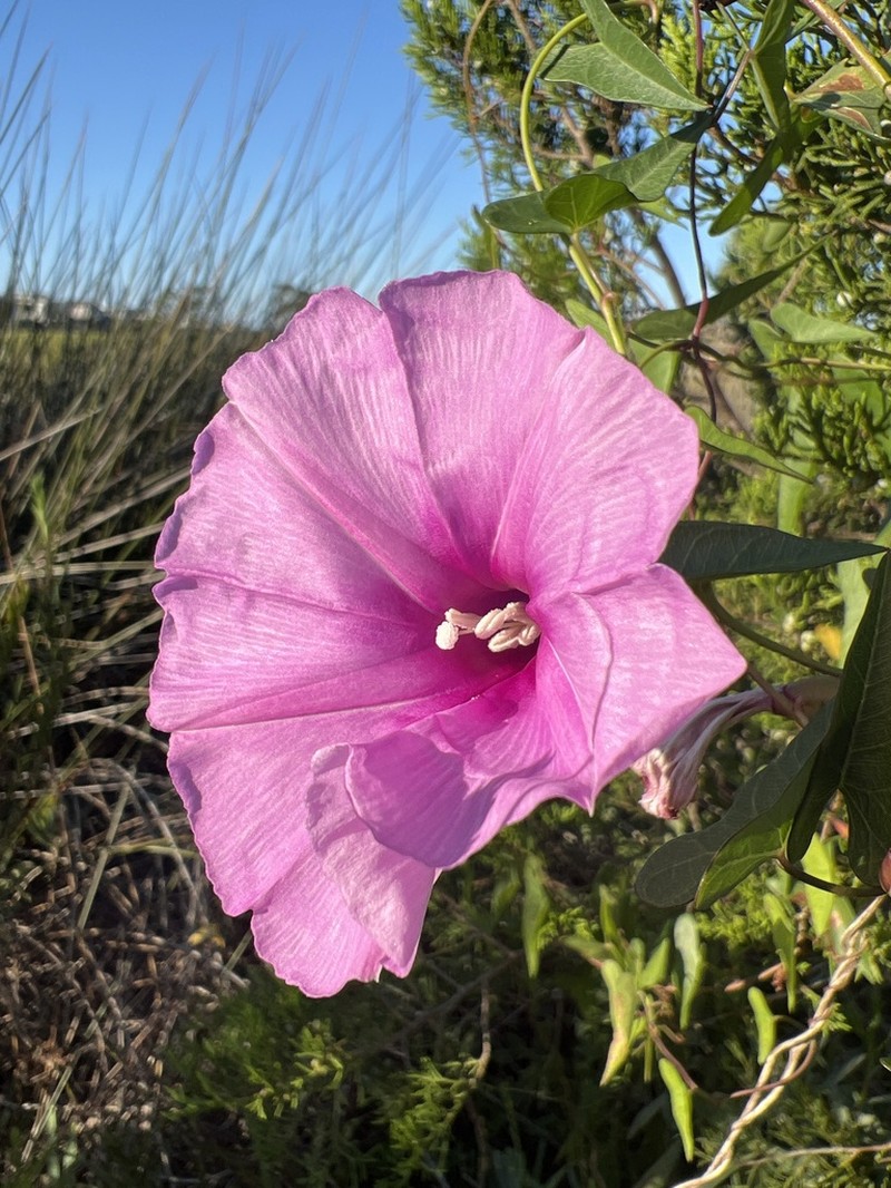 Saltmarsh Morning-Glory photo 6