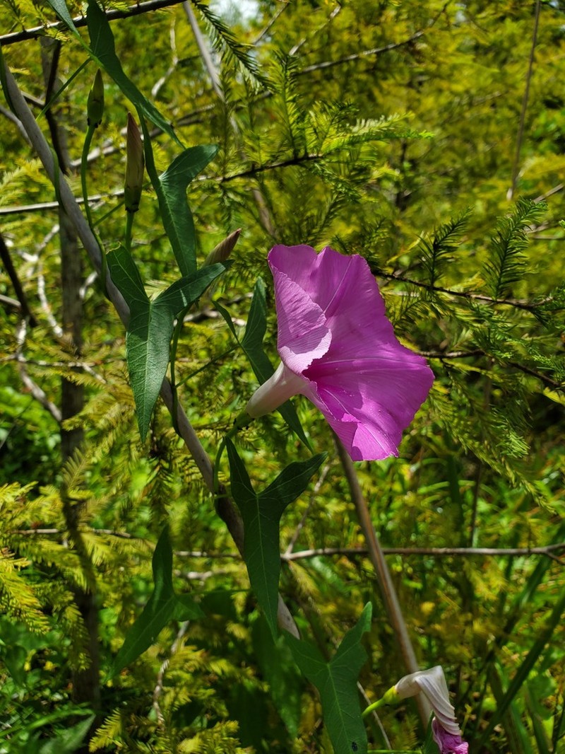 Saltmarsh Morning-Glory photo 7