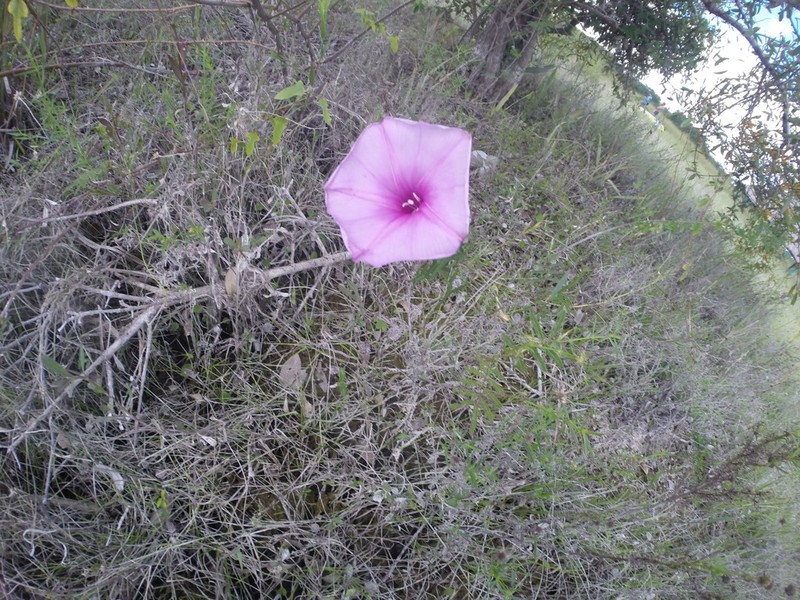Saltmarsh Morning-Glory photo 8