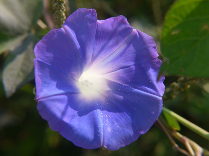 Brazilian Morning-Glory photo 2