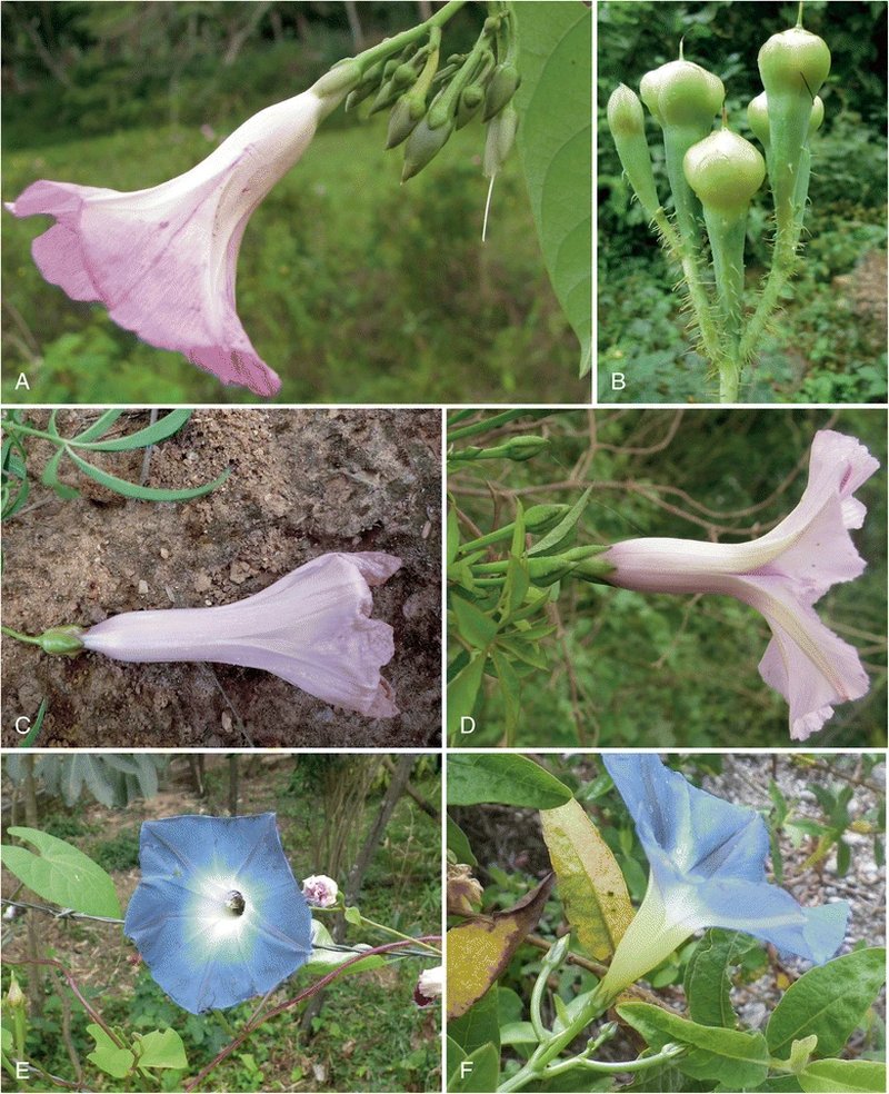 Brazilian Morning-Glory photo 6