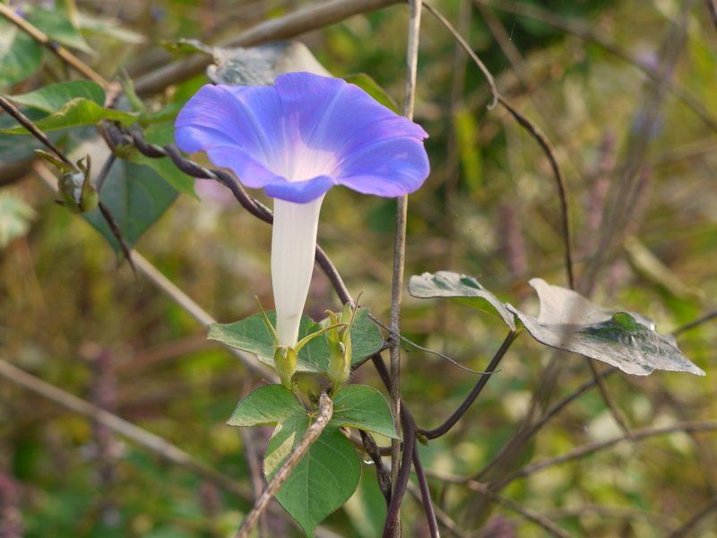 Brazilian Morning-Glory photo 7