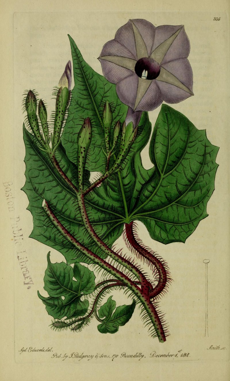 Brazilian Morning-Glory photo 8