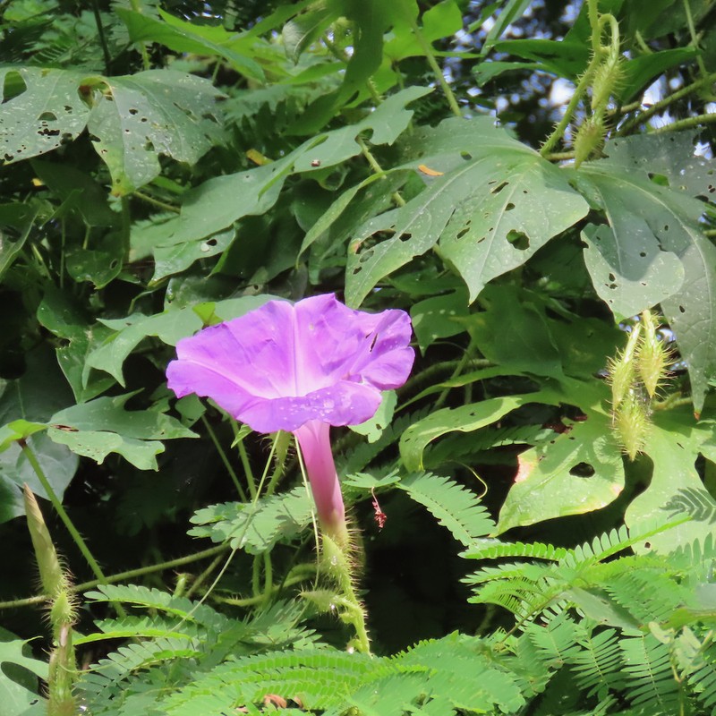Ipomoea setosa subsp. melanotricha