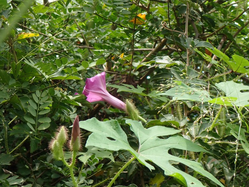 Ipomoea setosa subsp. melanotricha photo 2