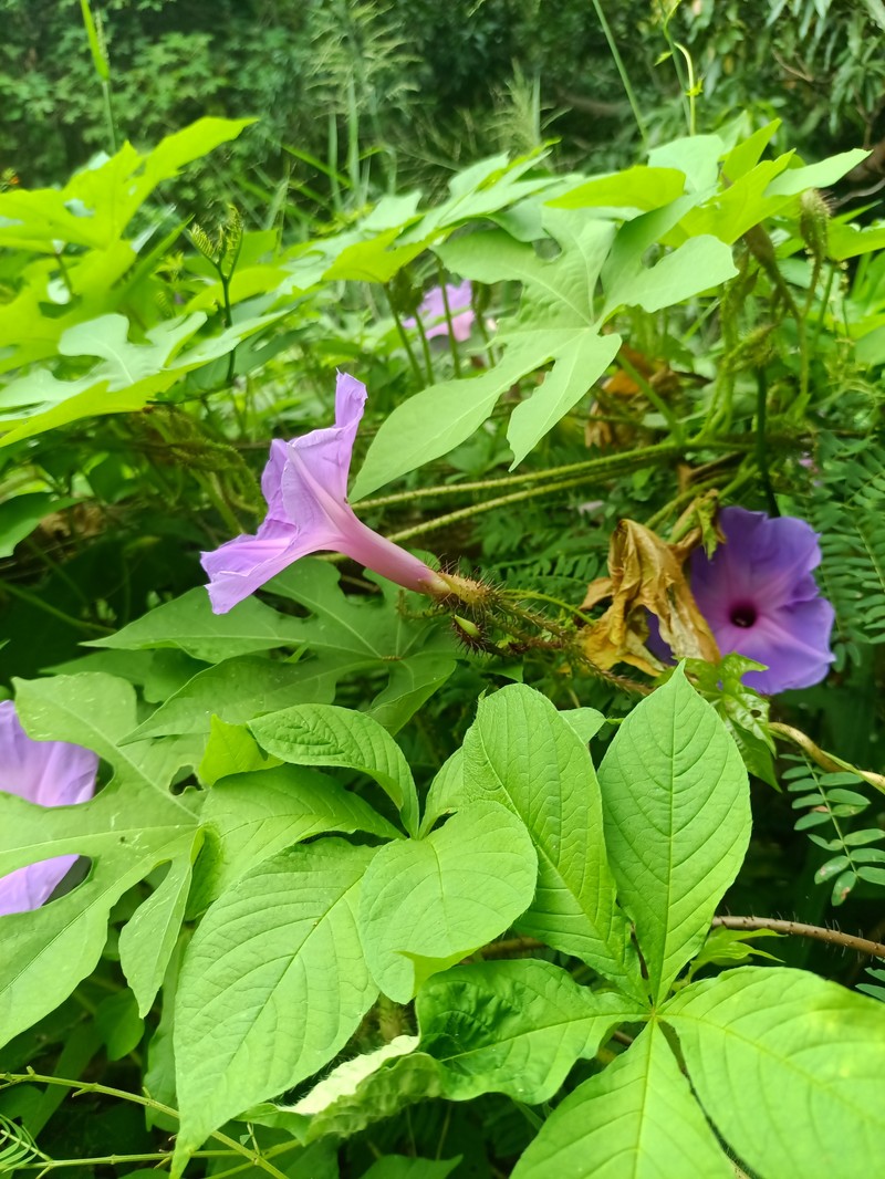 Ipomoea setosa subsp. melanotricha photo 3