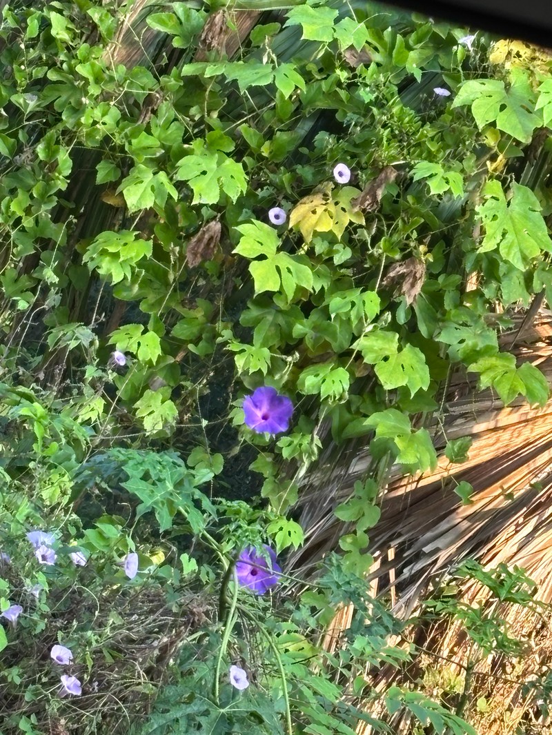 Ipomoea setosa subsp. melanotricha photo 4