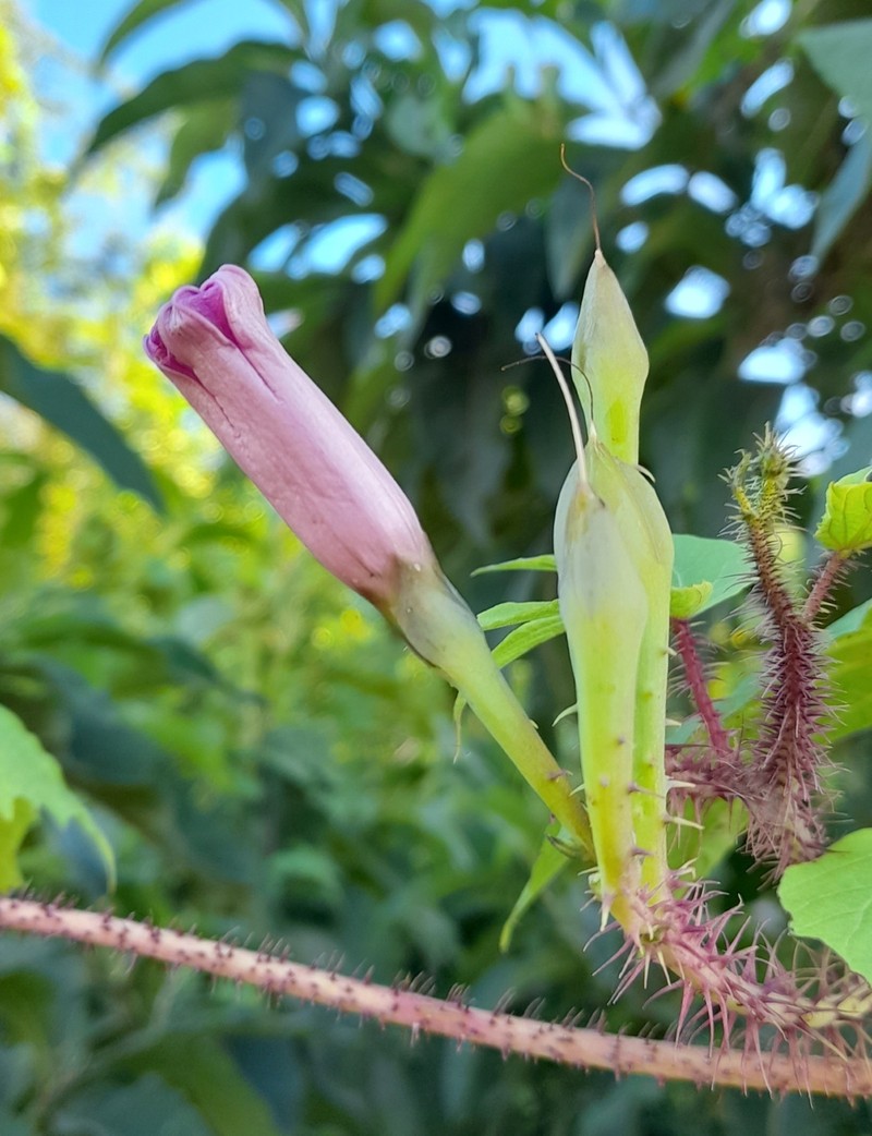Ipomoea setosa subsp. pavonii