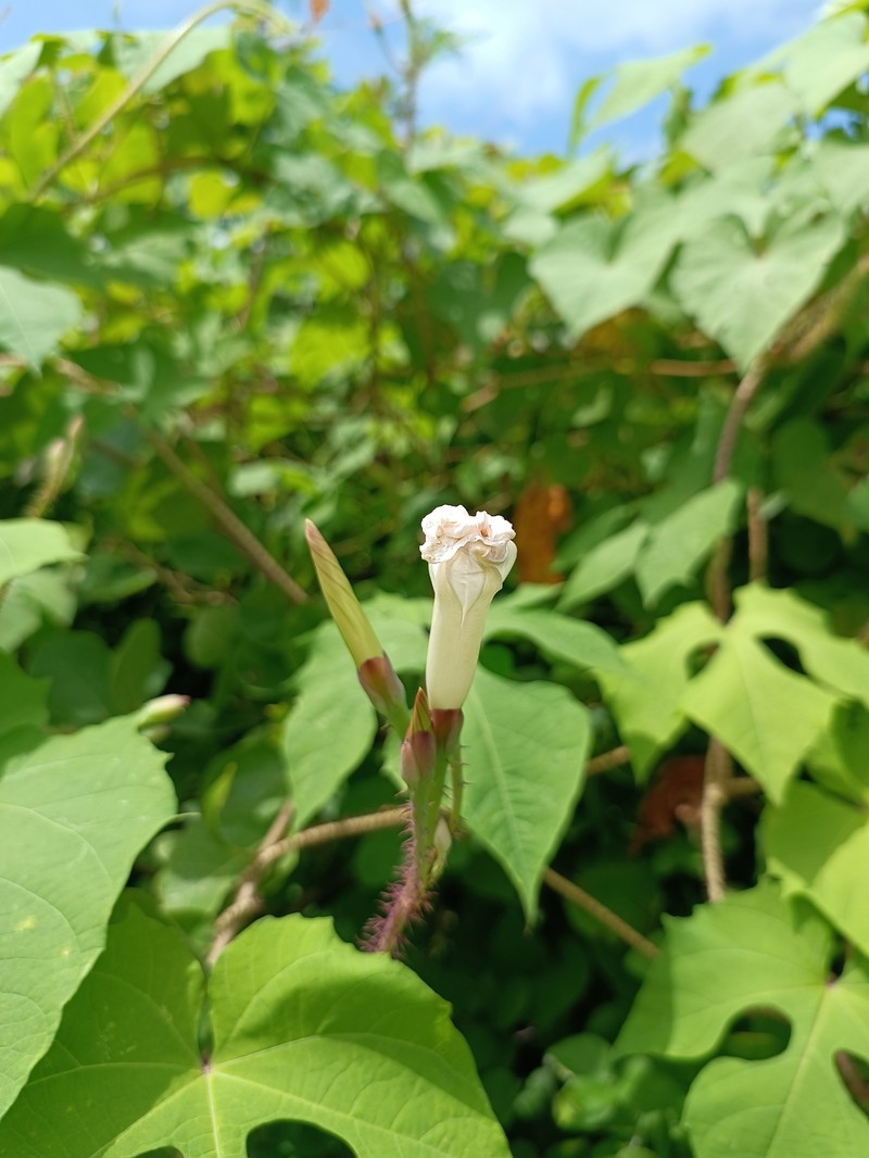 Ipomoea setosa subsp. pavonii photo 2