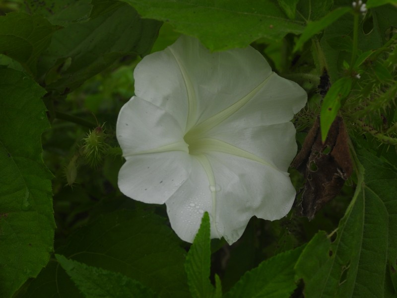 Ipomoea setosa subsp. pavonii photo 3