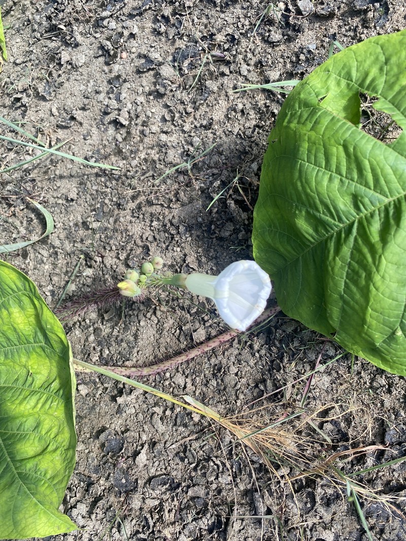 Ipomoea setosa subsp. pavonii photo 4