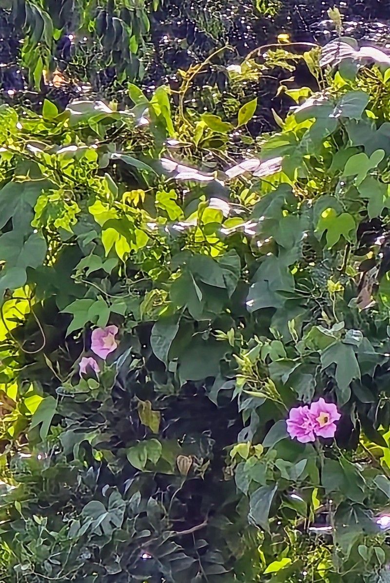 Ipomoea setosa subsp. sepacuitensis