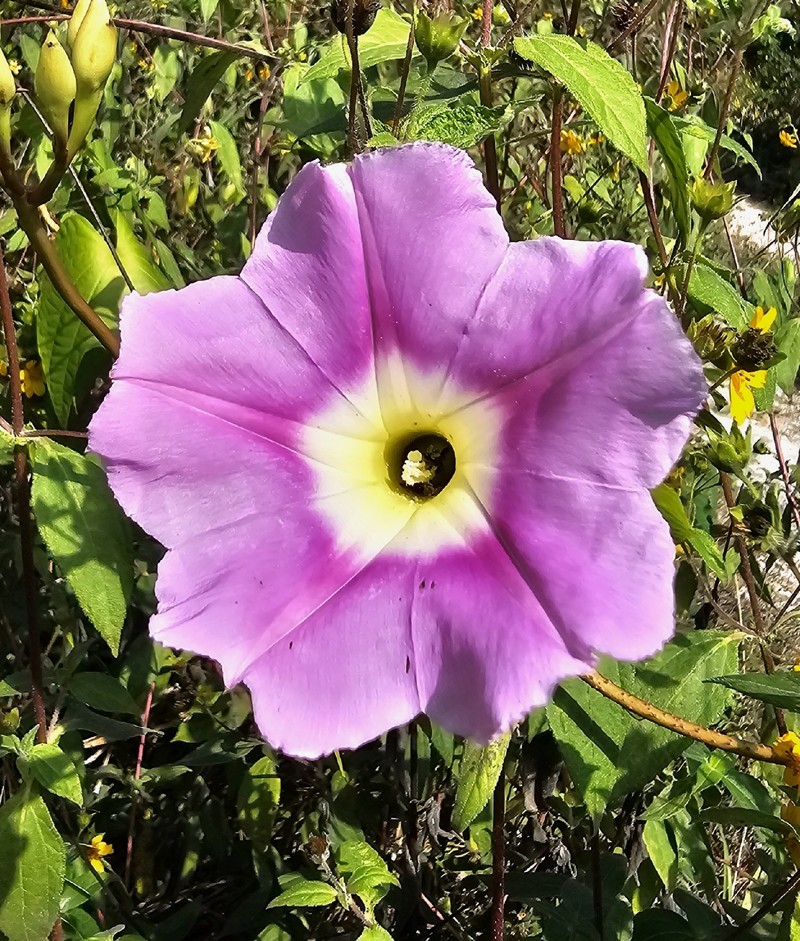 Ipomoea setosa subsp. sepacuitensis photo 2