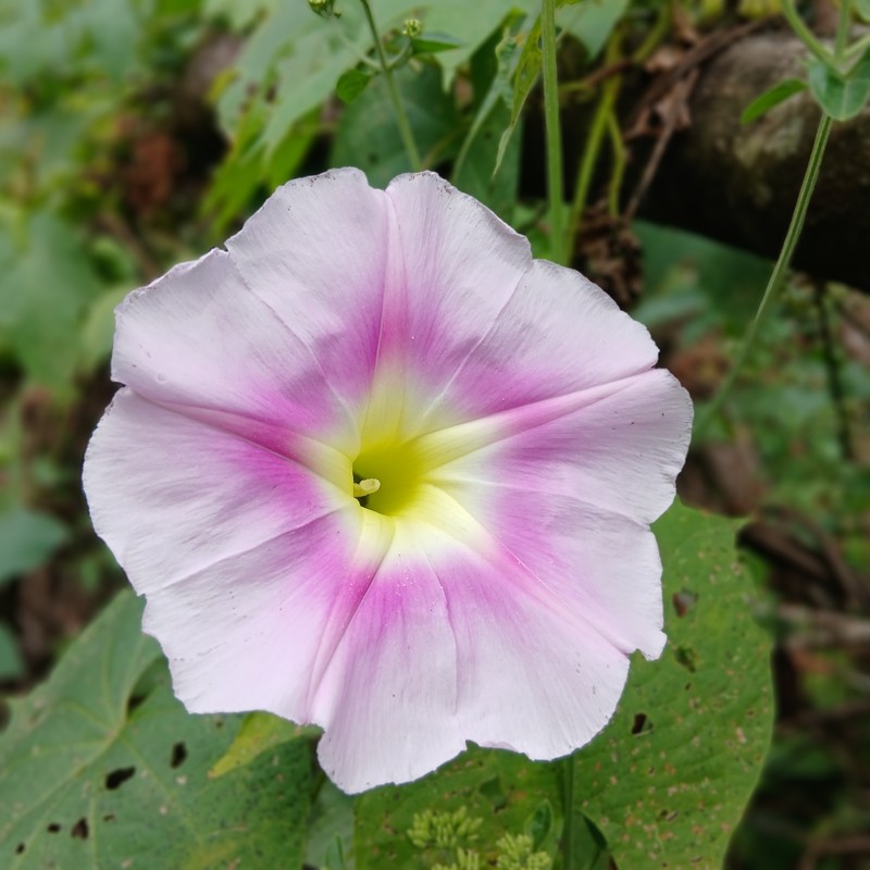Ipomoea setosa subsp. sepacuitensis photo 3