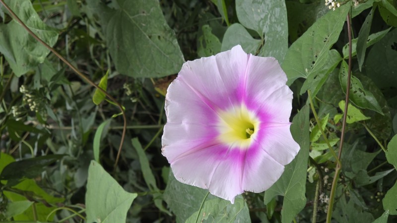 Ipomoea setosa subsp. sepacuitensis photo 4
