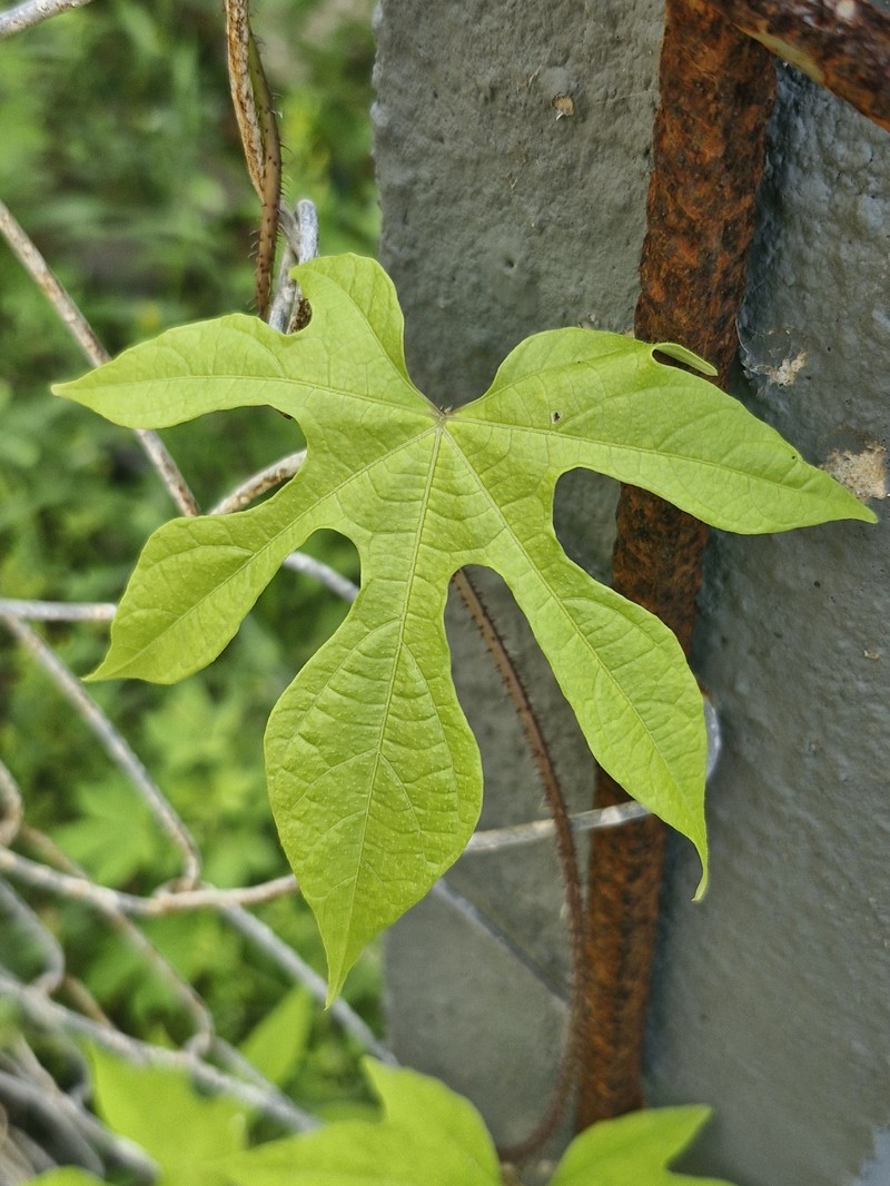 Ipomoea setosa subsp. setosa