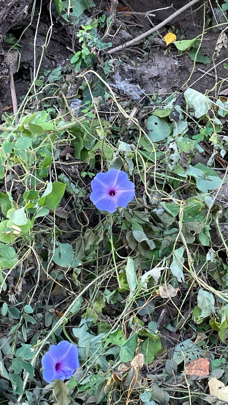 Ipomoea setosa subsp. setosa photo 2