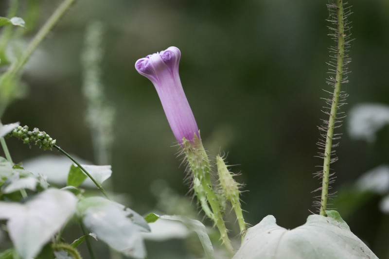 Ipomoea setosa subsp. setosa photo 3