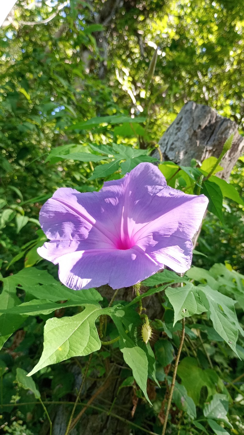 Ipomoea setosa subsp. setosa photo 4