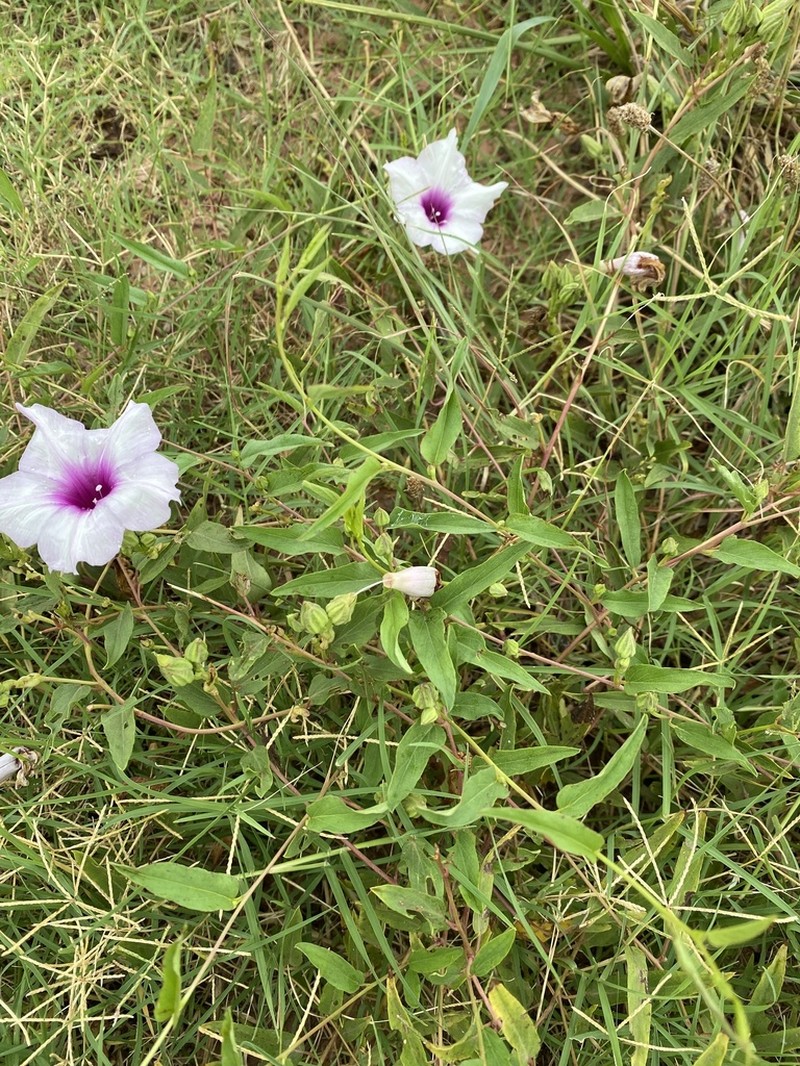 Narrowleaf Morning-Glory