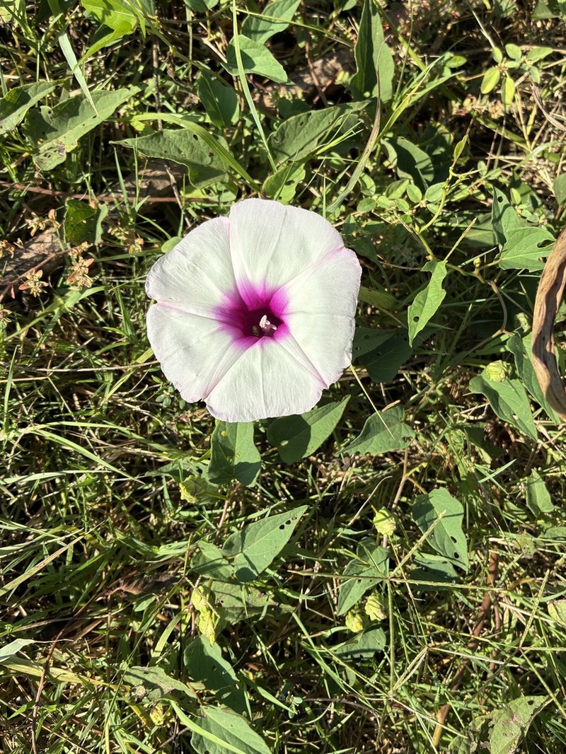Narrowleaf Morning-Glory photo 2