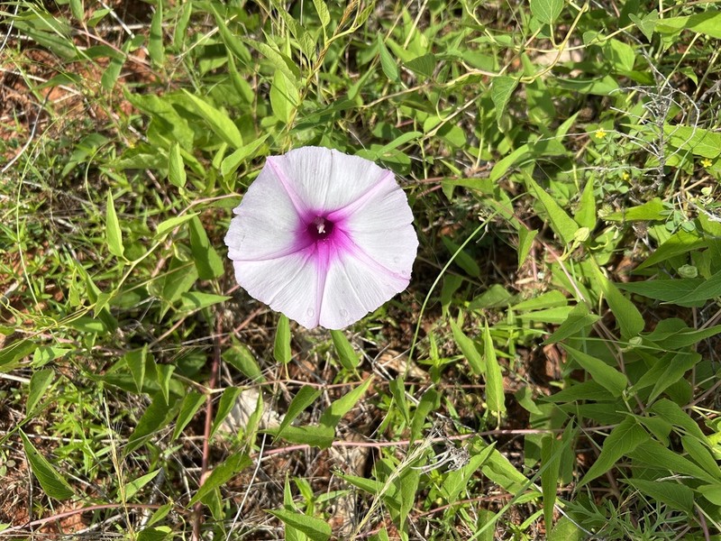 Narrowleaf Morning-Glory photo 3