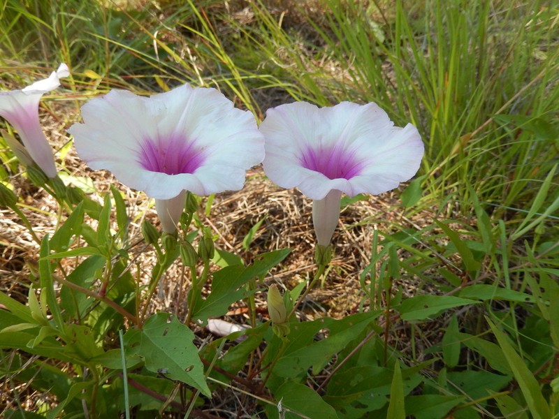 Narrowleaf Morning-Glory photo 4