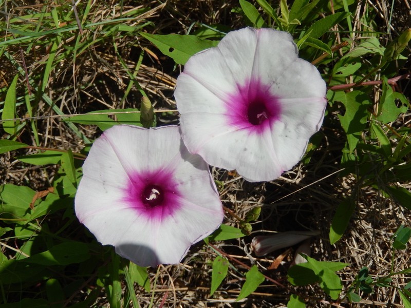 Narrowleaf Morning-Glory photo 5