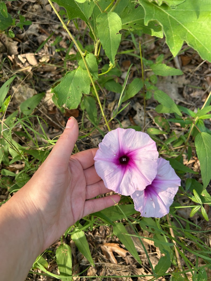 Narrowleaf Morning-Glory photo 6