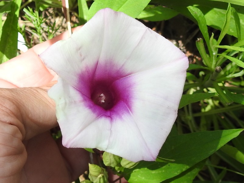 Narrowleaf Morning-Glory photo 7