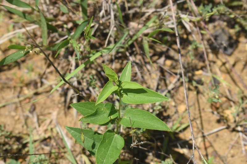 Narrowleaf Morning-Glory photo 8