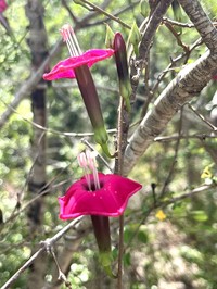 Steudel's Morning-Glory