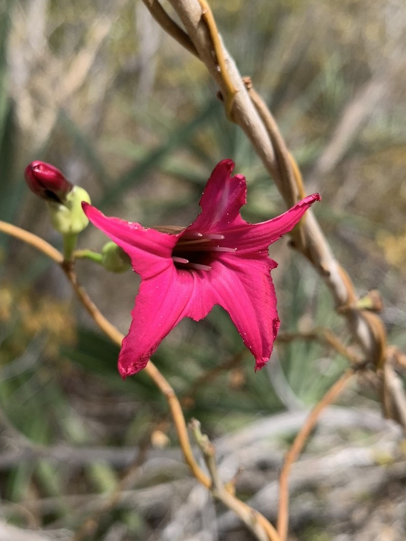 Steudel's Morning-Glory photo 4