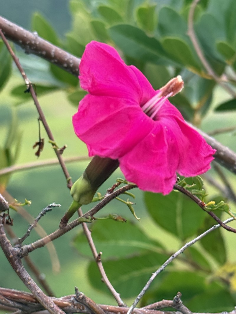 Steudel's Morning-Glory photo 6