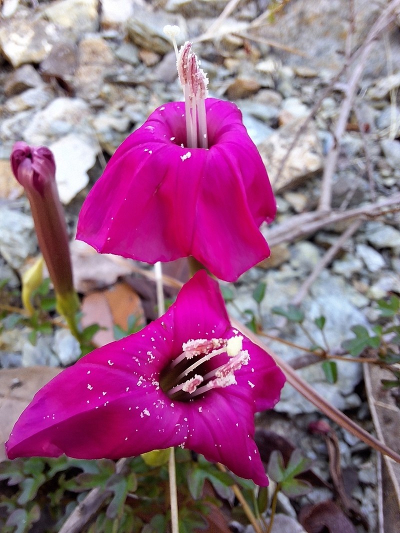 Steudel's Morning-Glory photo 7