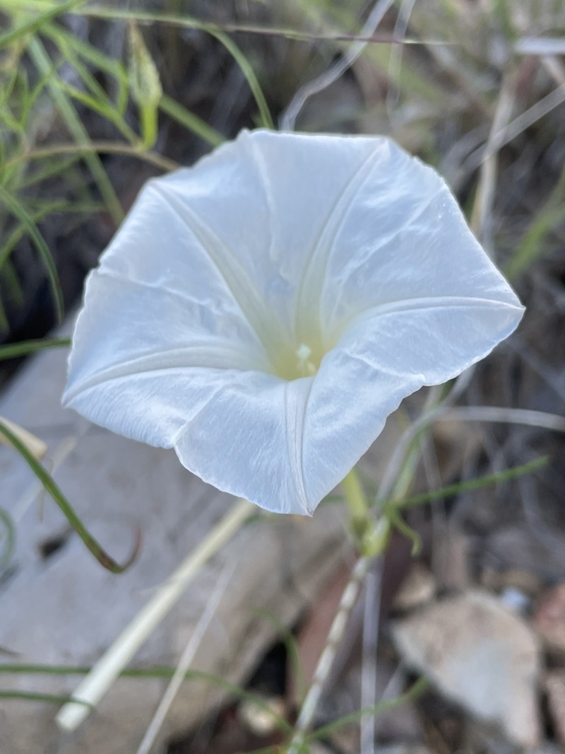 Spiderleaf photo 2