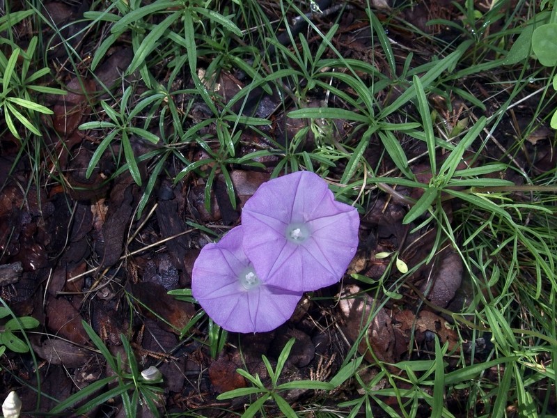 Spiderleaf photo 3