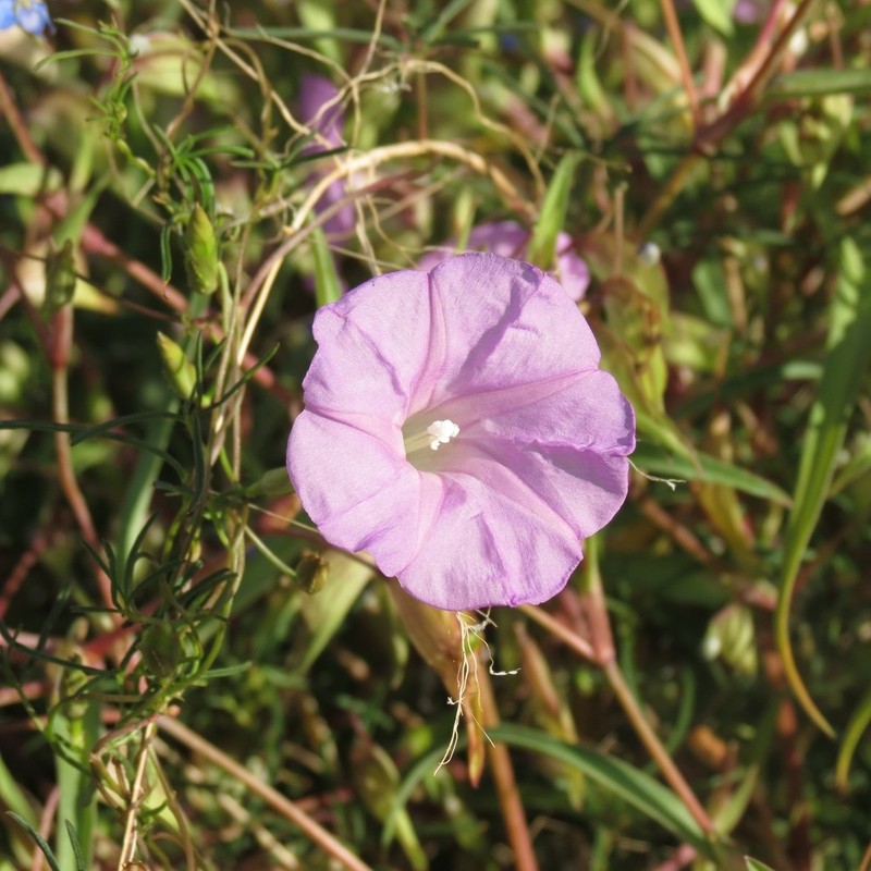 Spiderleaf photo 5