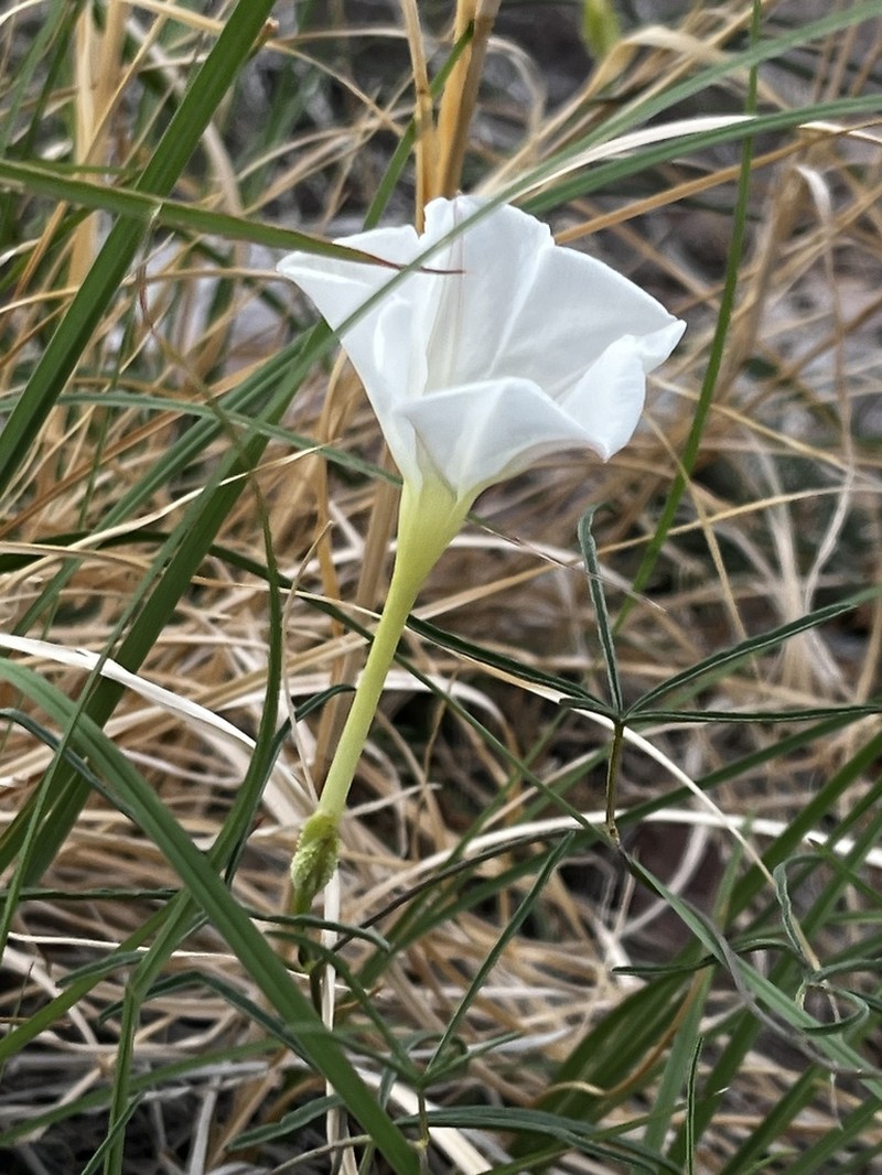 Spiderleaf photo 7