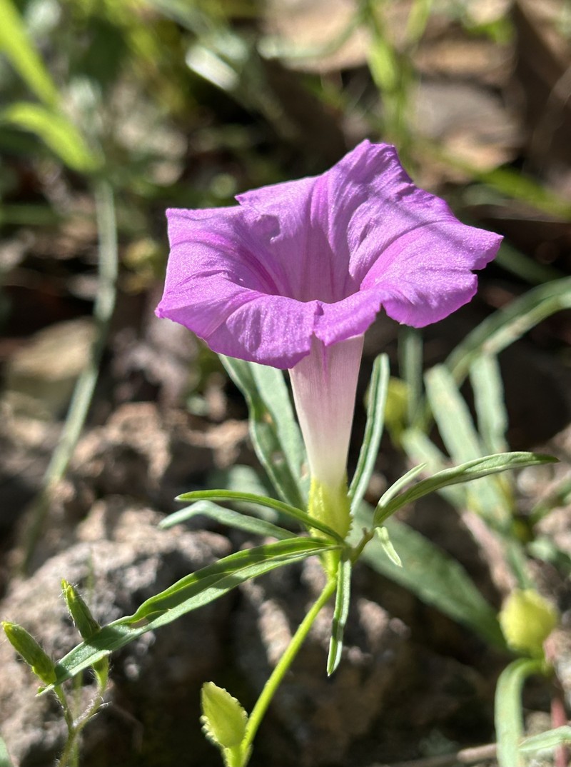 Ipomoea tenuiloba var. lemmonii